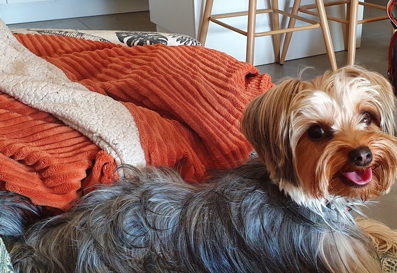 Hundog - Éducation canine - photo 3