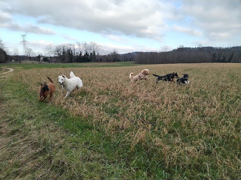 Vos chiens et vous - Éducateur canin comportementaliste Valence - Terrain Sécurisé - photo 2