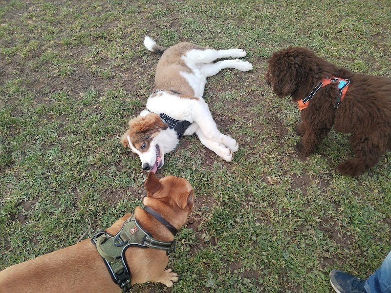Vos chiens et vous - Éducateur canin comportementaliste Valence - Terrain Sécurisé - photo 3