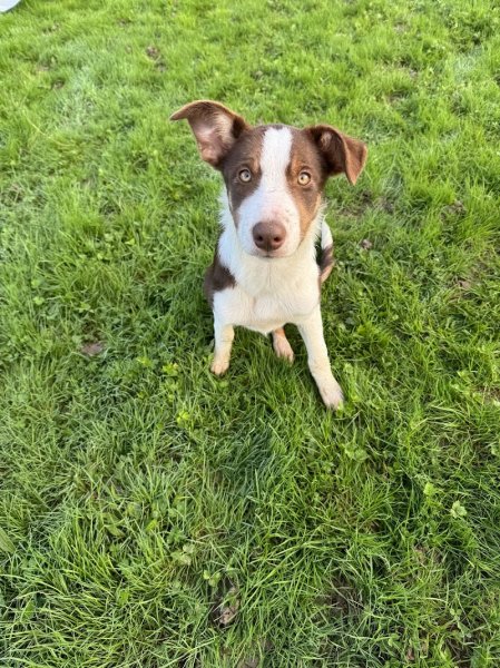 Ecole Canine Du Langonnais - photo 2