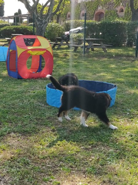 Julie Arestan-Educateur comportementaliste canin - photo 3