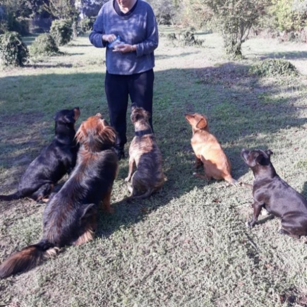 Dog Educ' Centre canin - photo 2