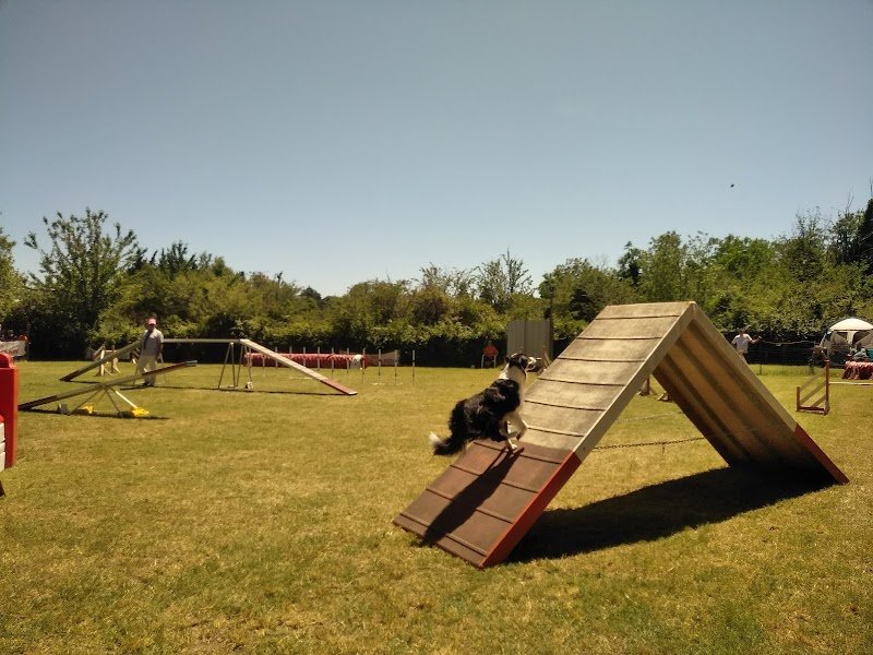 CLUB CANIN D'EDUCATION ET D'AGILITY ORANGEOIS - photo 2