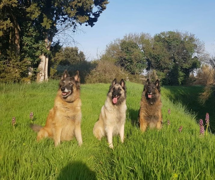 BAC Valérie, beaba-canin - photo 3