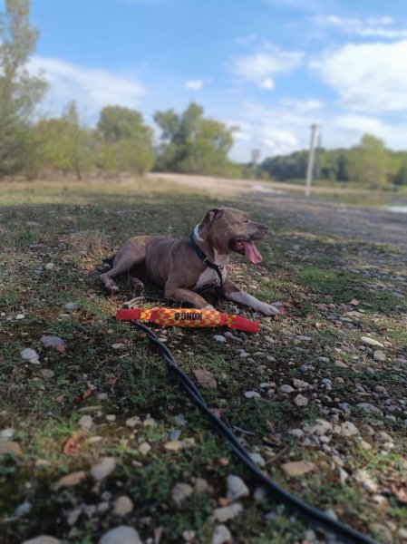 Consult DOG Educateur Canin - photo 2