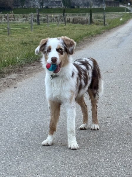 Consult DOG Educateur Canin - photo 3