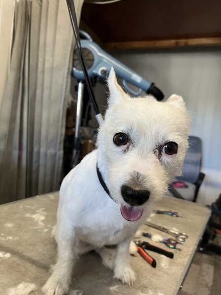 Toilettage holistique canin et félin - photo 2