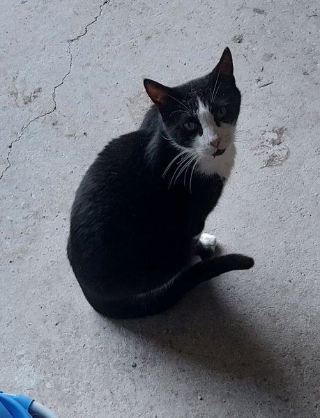 CALLIE DOGS - photo 2