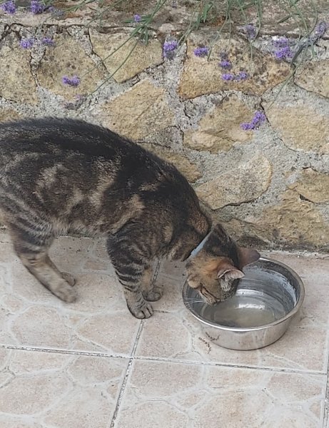 CALLIE DOGS - photo 3