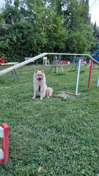 Ecole Canine du Luberon - photo 1