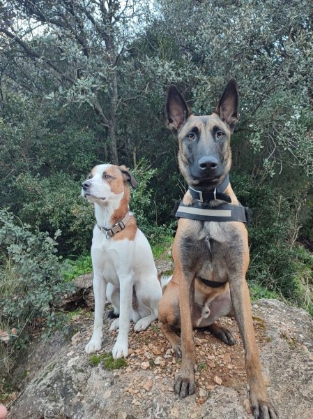 DG EDUC - Éducateur et comportementaliste canin à Plan d’Orgon - photo 2
