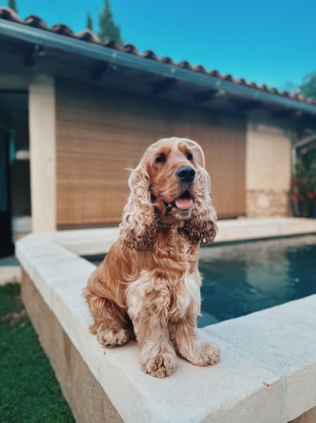 L'atelier Canin - Salon de toilettage