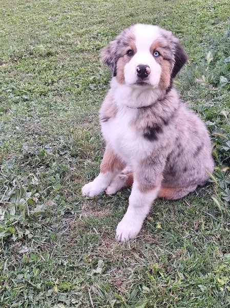 L'atelier Canin - Salon de toilettage - photo 3