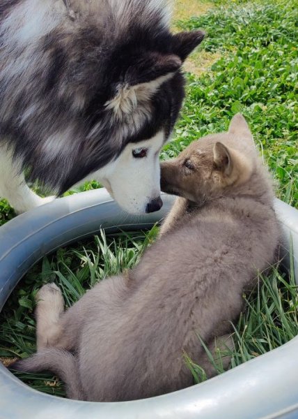 Alex Cyno Educ - Éducateur Canin Comportementaliste - photo 2