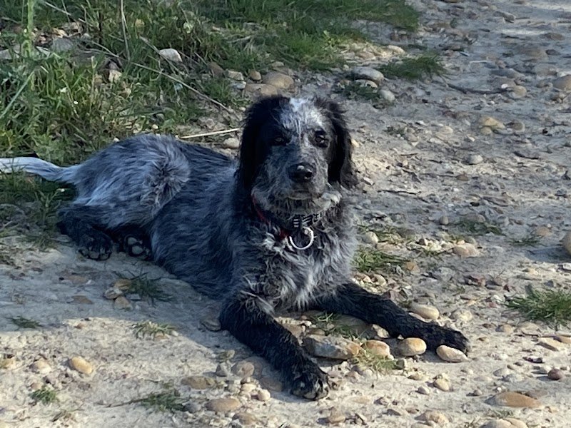 Alex Cyno Educ - Éducateur Canin Comportementaliste - photo 3