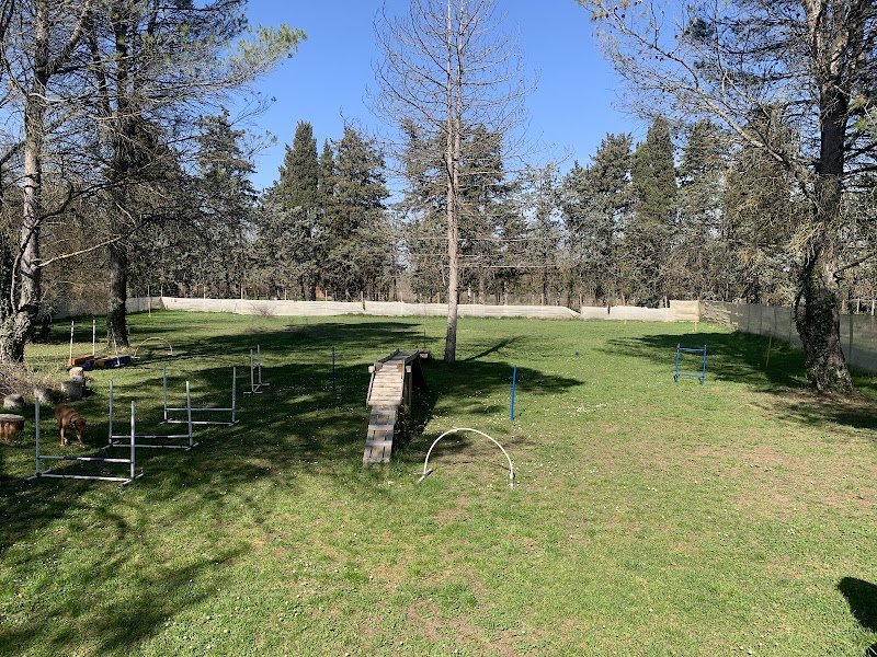 Chien du 84 - photo 2