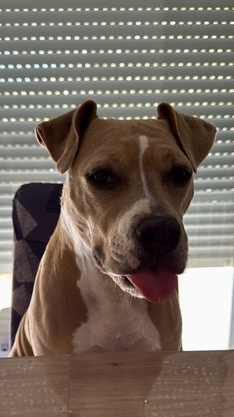 Chien du 84 - photo 3