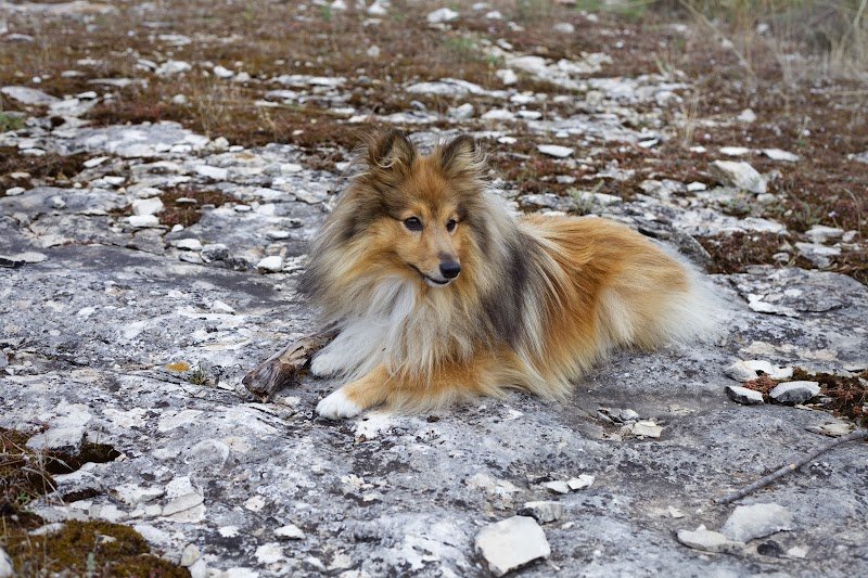 Jules - Educateur Comportementaliste Canin à Domicile - photo 2
