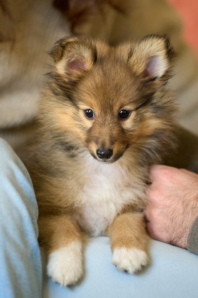 Jules - Educateur Comportementaliste Canin à Domicile - photo 3