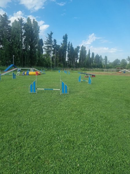 Agility Team Dog - photo 2