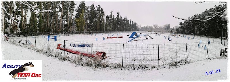 Agility Team Dog - photo 3