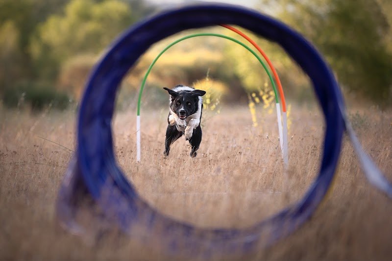 Juste canin - Justine Guillemot - photo 2