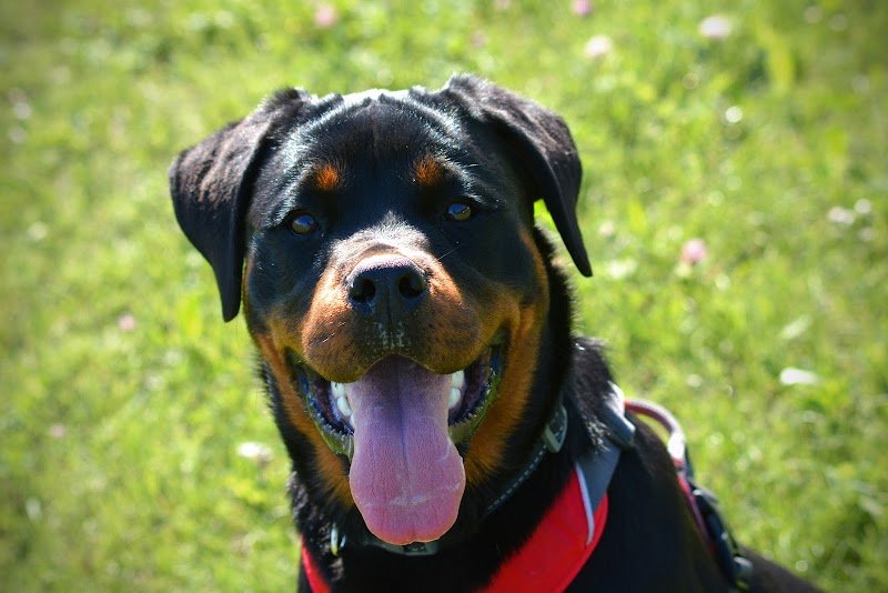 Juste canin - Justine Guillemot - photo 3