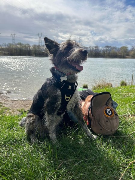 LUDIDOG Educateur canin à domicile - photo 1
