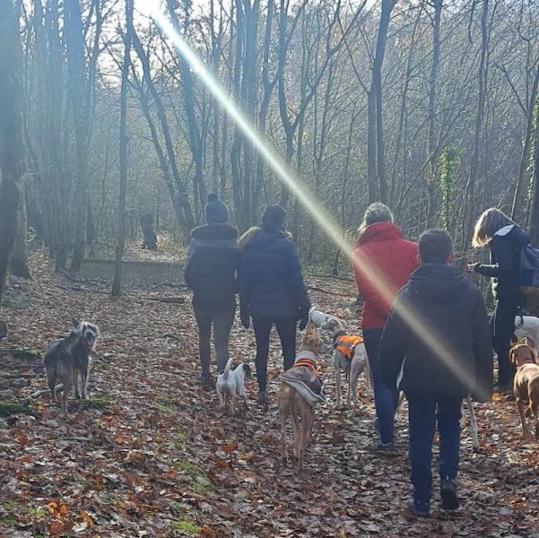 LUDIDOG Educateur canin à domicile - photo 2