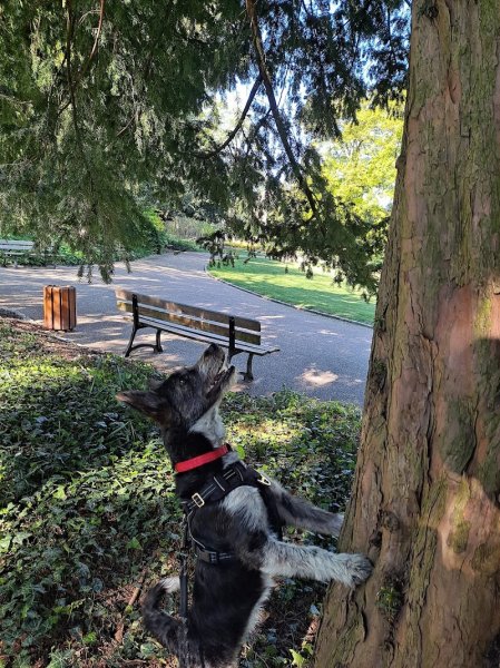 LUDIDOG Educateur canin à domicile - photo 3