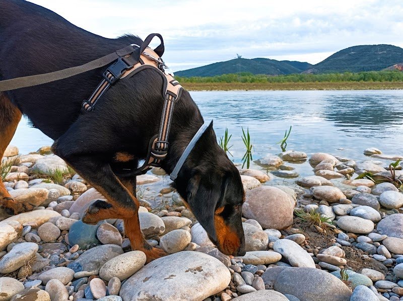 Educ & Vous - Éducation canine