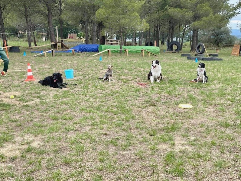 Éducateur canin le champ des chiens