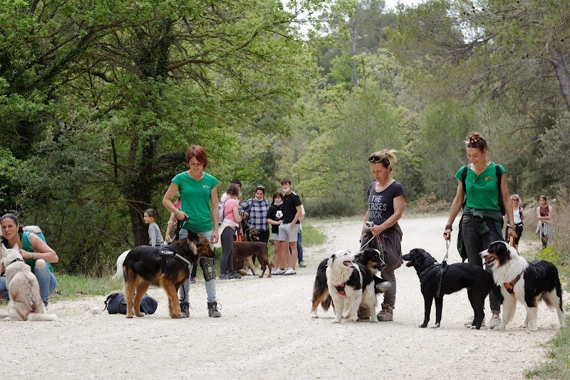 Éducateur canin le champ des chiens - photo 2