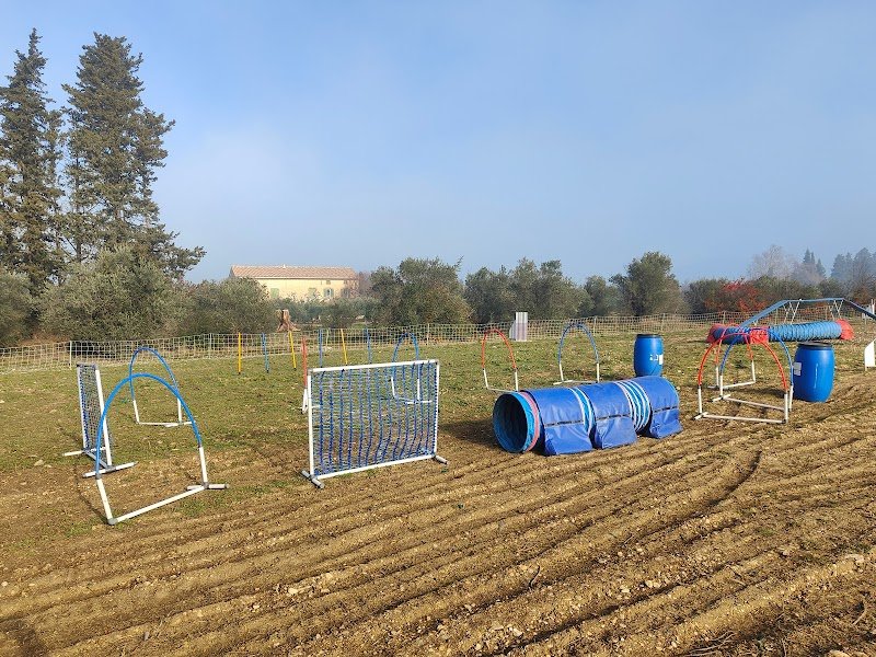 Dog Complice - photo 2