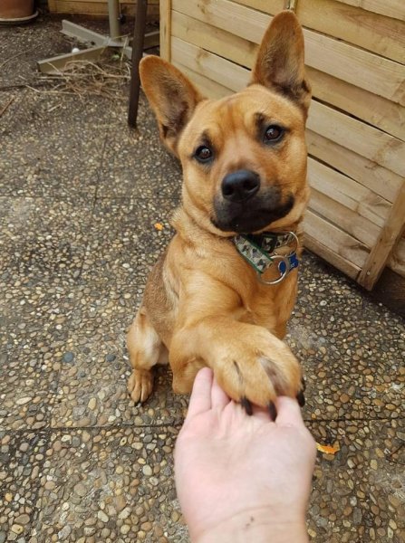 Didier Faivre | Éducateur Comportementaliste Canin