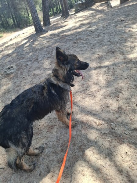 Didier Faivre | Éducateur Comportementaliste Canin - photo 2