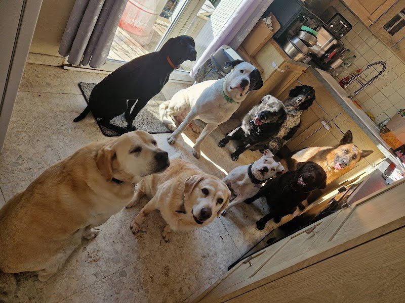 Coco Comportementaliste animalier et éducatrice canin & Pet Sitter