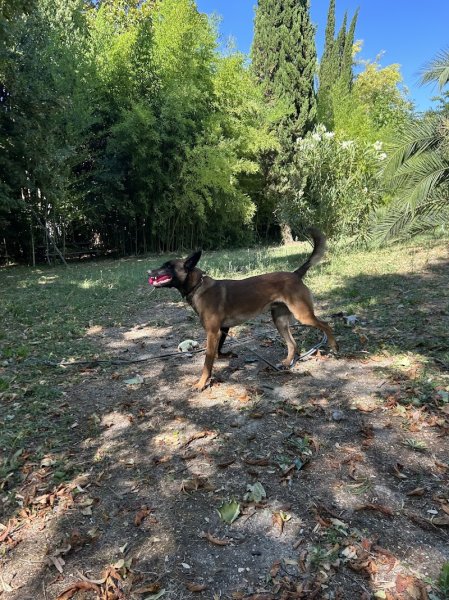 Pa&CoEduCanin Educatrice&Comportementaliste Canin/Pet-sitter - photo 1