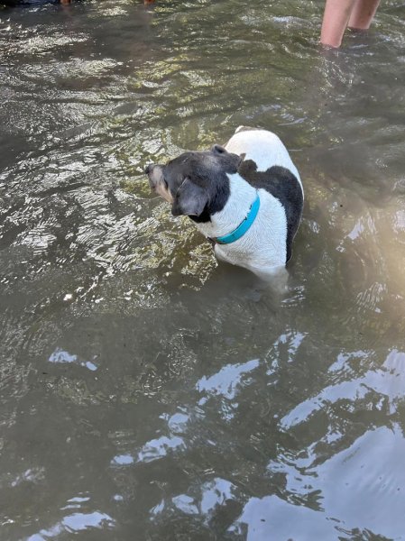 Pa&CoEduCanin Educatrice&Comportementaliste Canin/Pet-sitter - photo 2