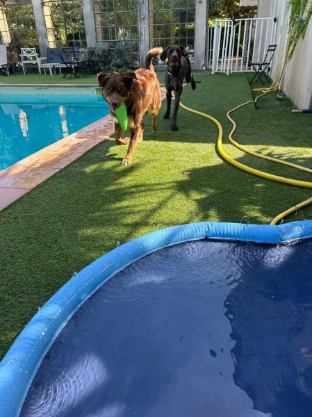 Pa&CoEduCanin Educatrice&Comportementaliste Canin/Pet-sitter - photo 3