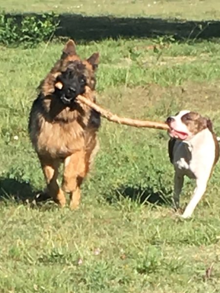 M' Education Canine - photo 2