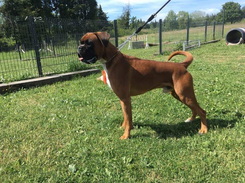 M' Education Canine - photo 3