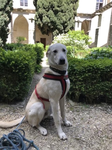 Toutou Va Bien - Éducateur canin, Comportementaliste - photo 2