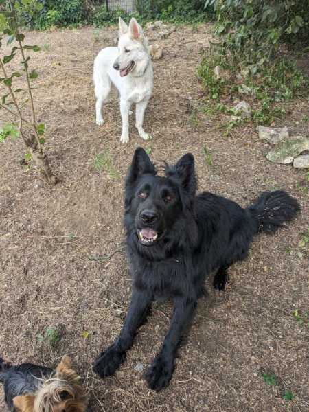 Educateur canin, garde d'animaux, Vos animaux et moi