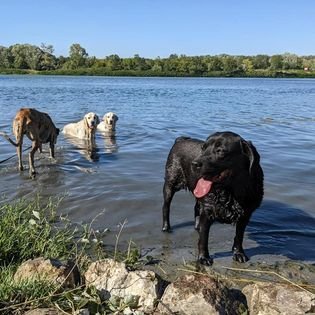 Educateur canin, garde d'animaux, Vos animaux et moi - photo 2