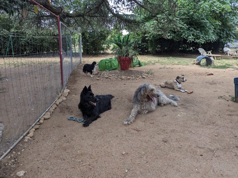 Educateur canin, garde d'animaux, Vos animaux et moi - photo 3