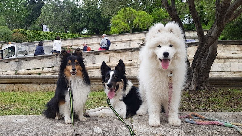 EducaCan - Éducateur Comportementaliste Canin - photo 2