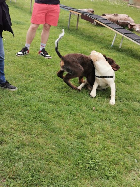 Club Canin St'Sat - photo 2