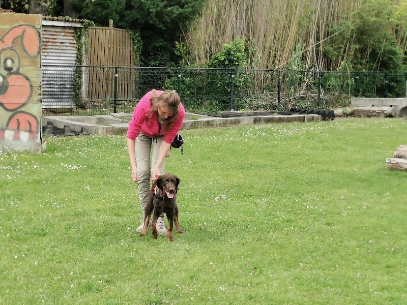 Club Canin St'Sat - photo 3