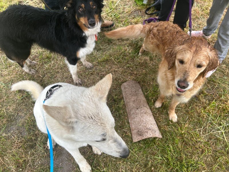 Etho animal - Club canin à Monteux - Éducation bienveillante, agility, ateliers et formations - photo 1
